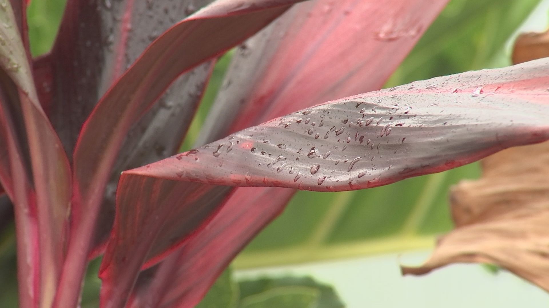 COLD WEATHER AND PLANT6.jpg